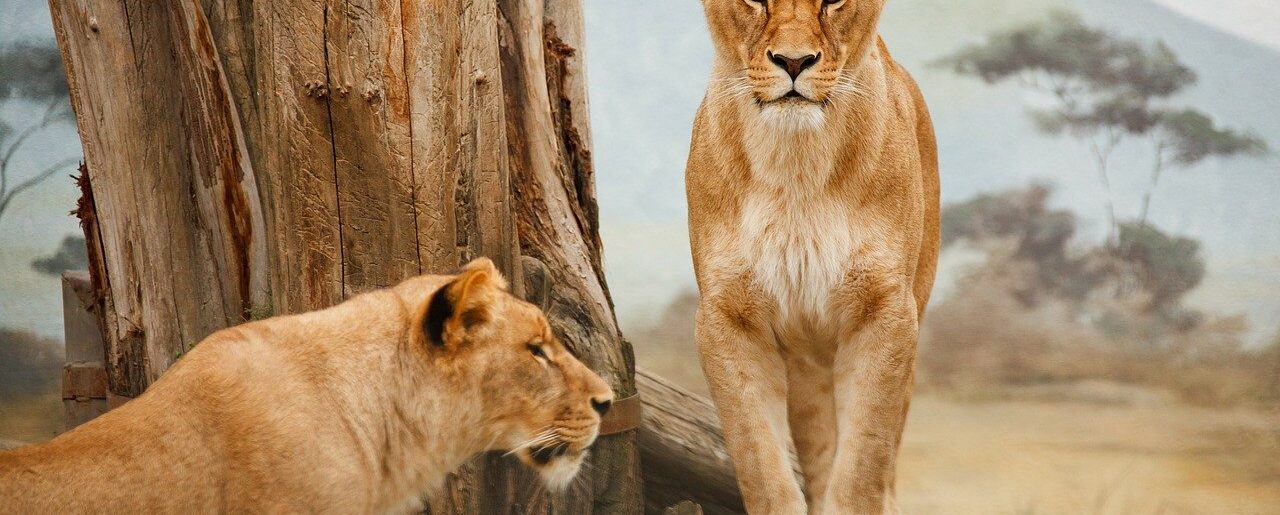 Lions_Safari